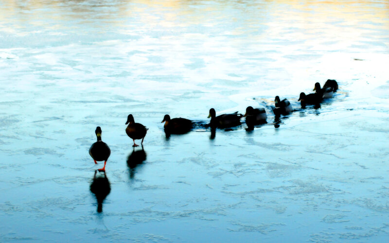 Ducks on a frozen pond