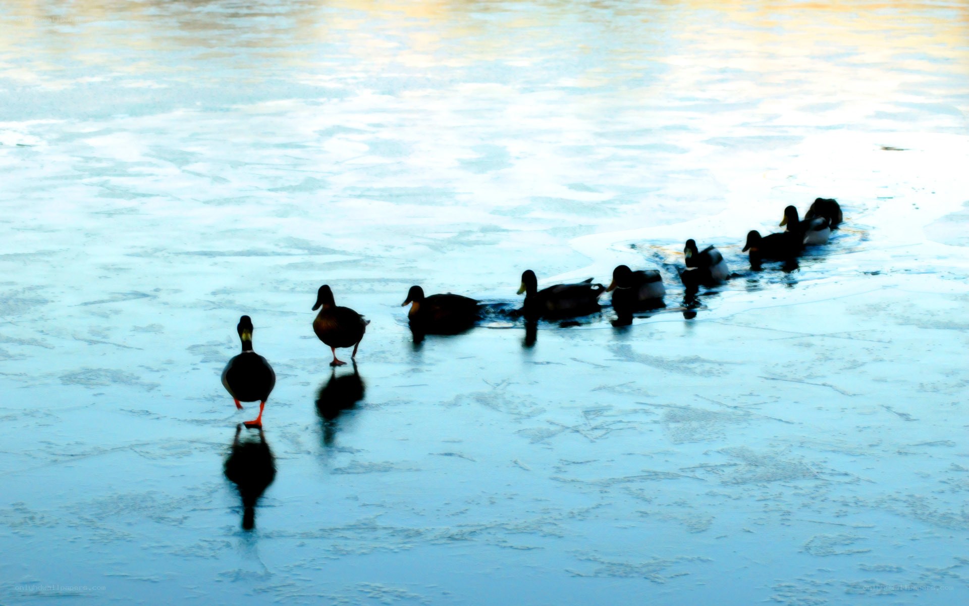 Ducks on a frozen pond