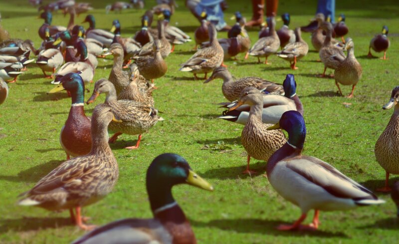 ducks on a grassy field