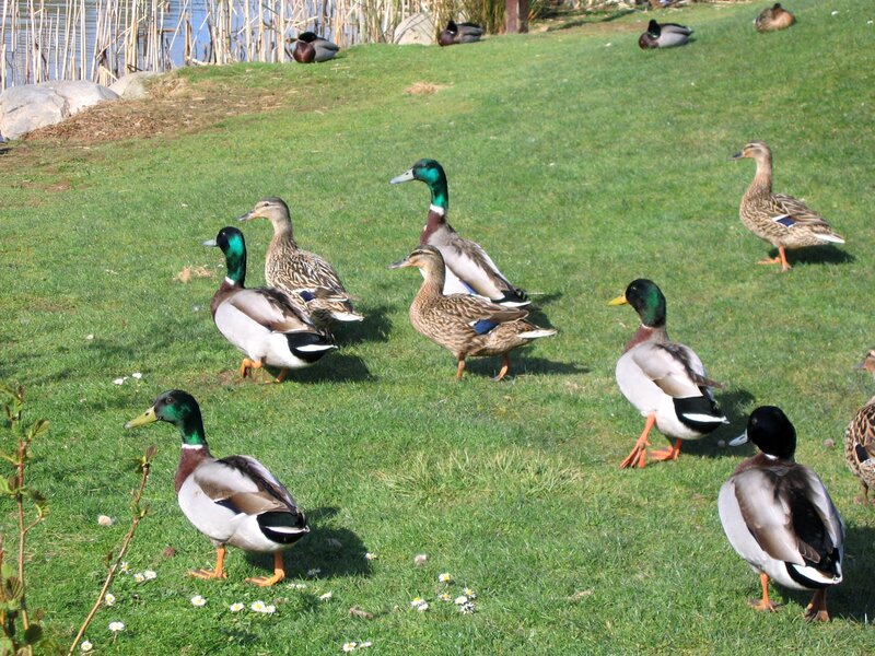 Ducks on a grassy field
