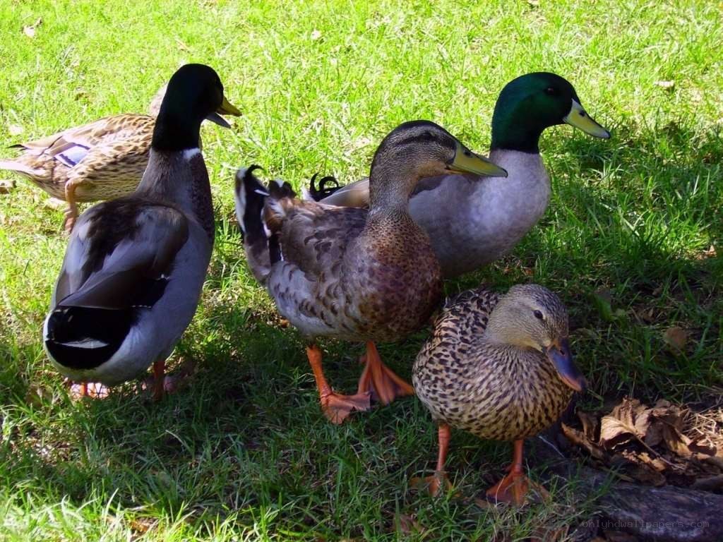 ducks on a grassy lawn