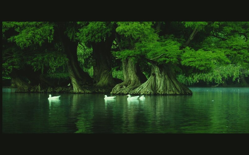 Ducks on a green lake
