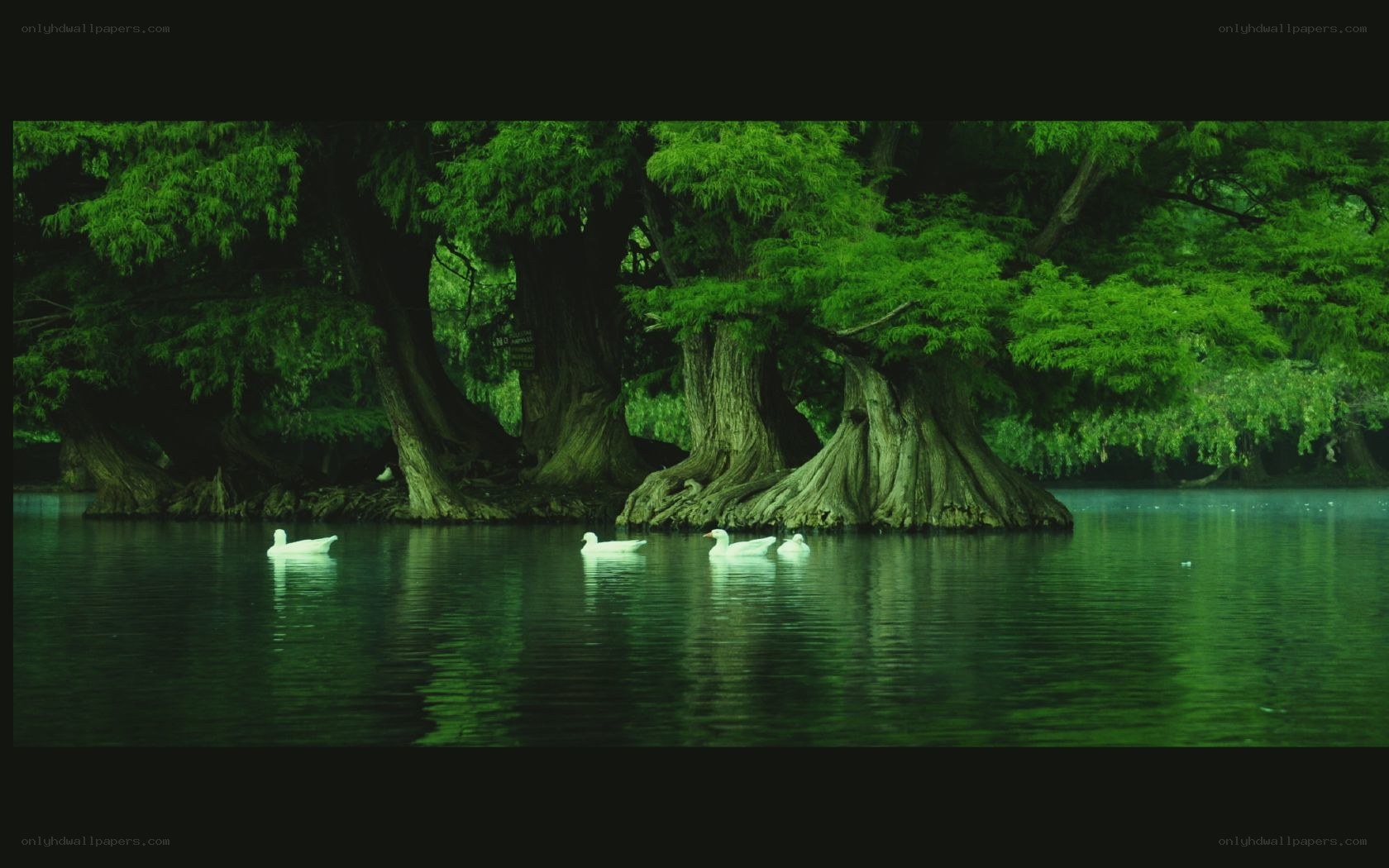 Ducks on a green lake