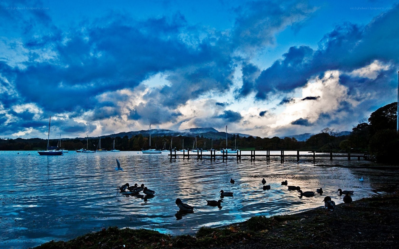 Ducks on a lake at dusk