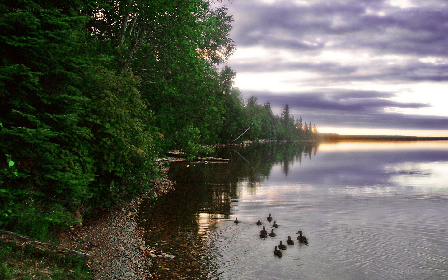 Ducks on a lake at dusk