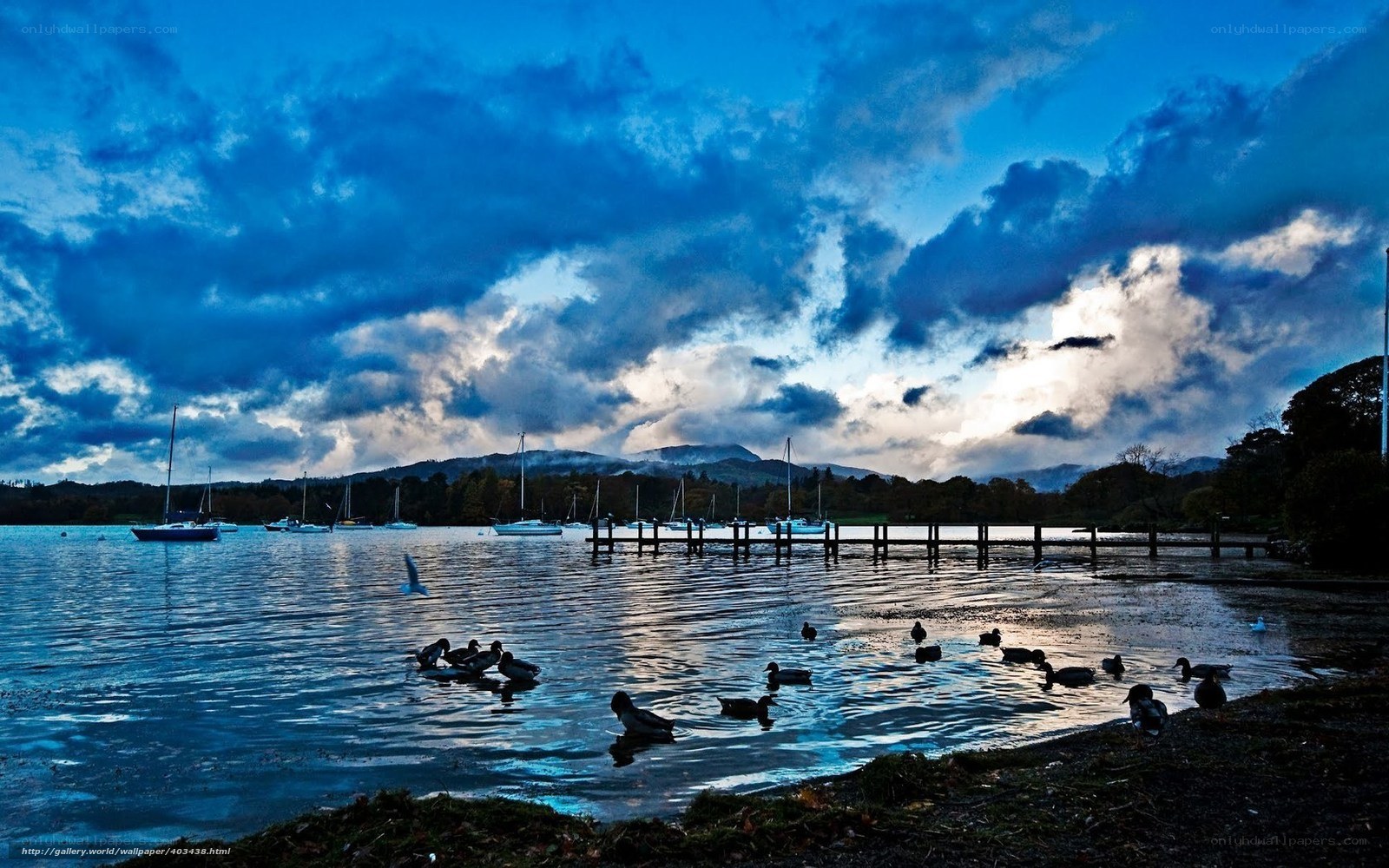 Ducks on a lake at dusk