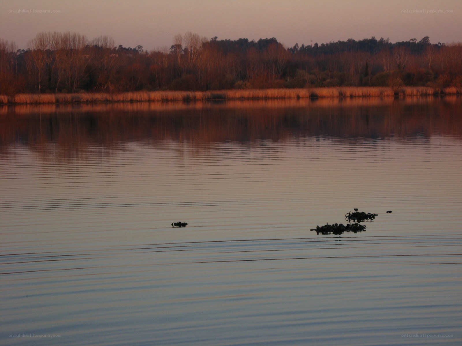 Ducks on a lake at sunset