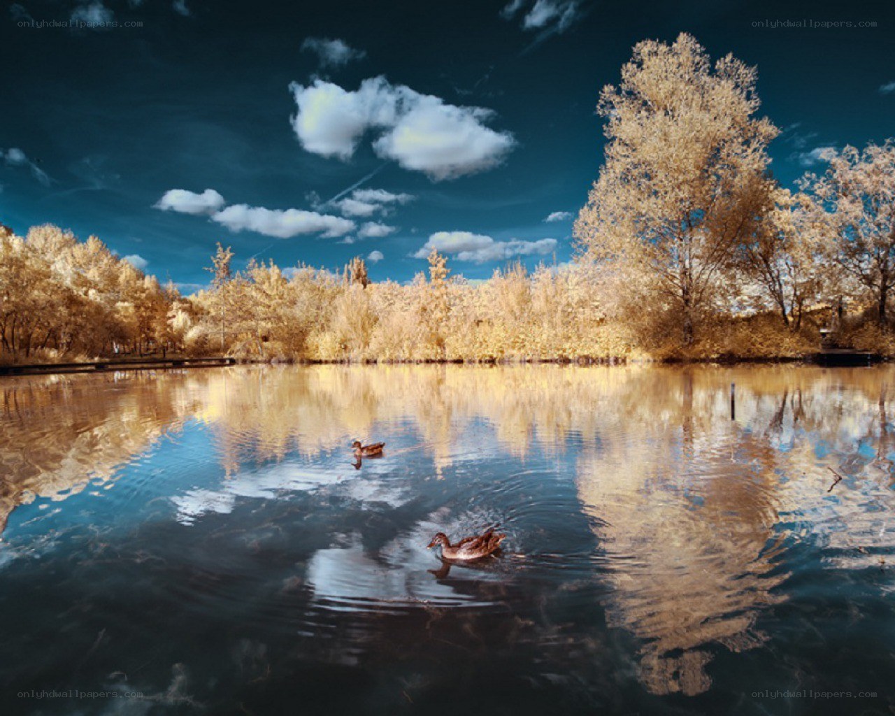 Ducks on a lake at sunset
