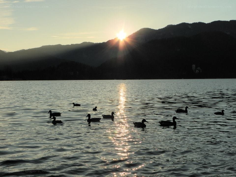 Ducks on a lake at sunset