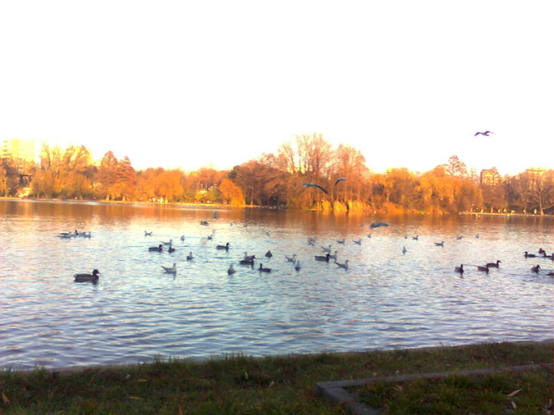 Ducks on a lake at sunset