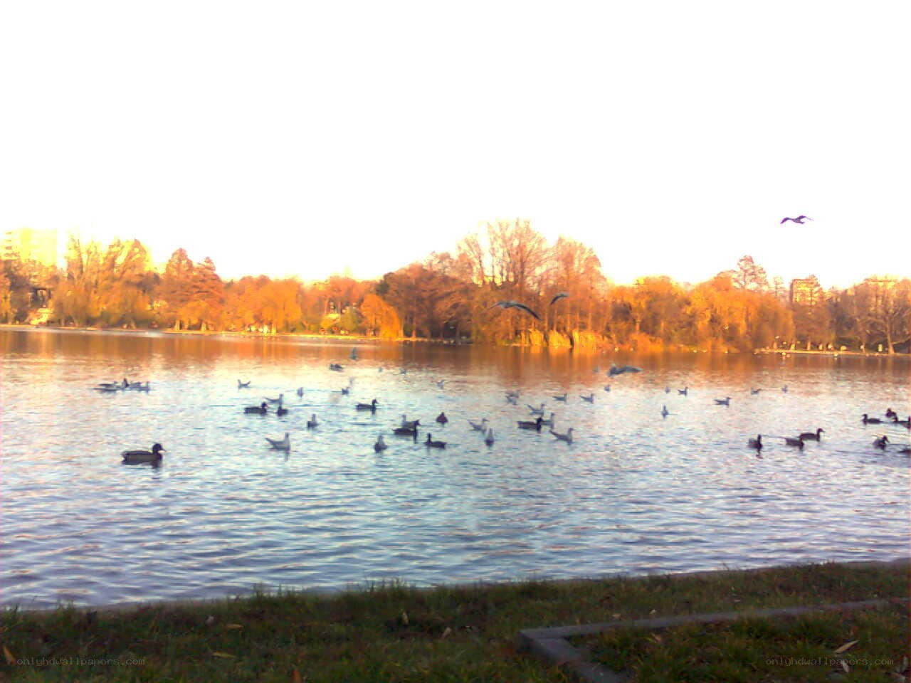 Ducks on a lake at sunset