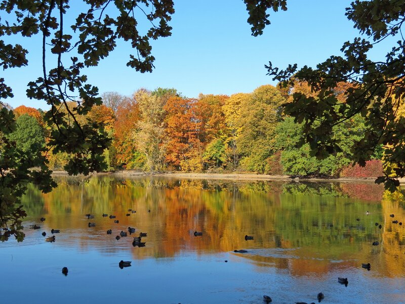Ducks on a Lake — Blue, Serene, Autumn