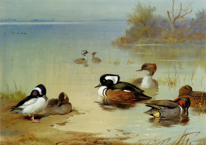 Ducks on a Lake — Blue, Serene, Morning
