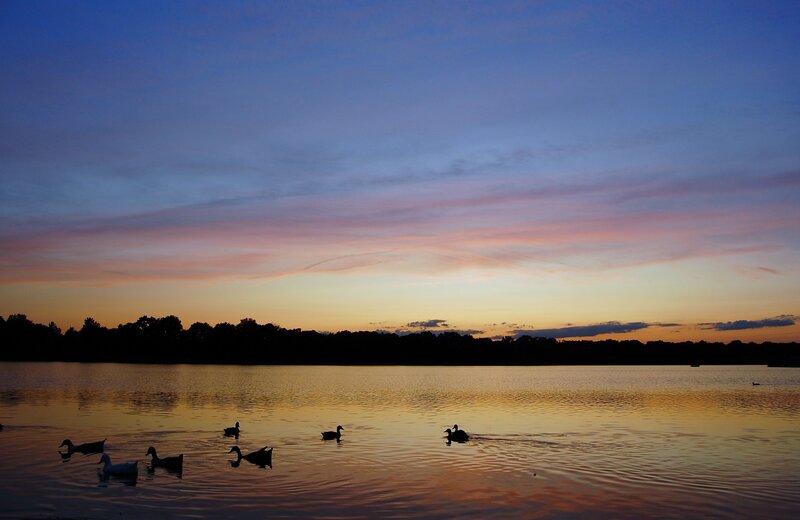 Ducks on a Lake — Blue, Serene, Sunset, Photograph, Sky
