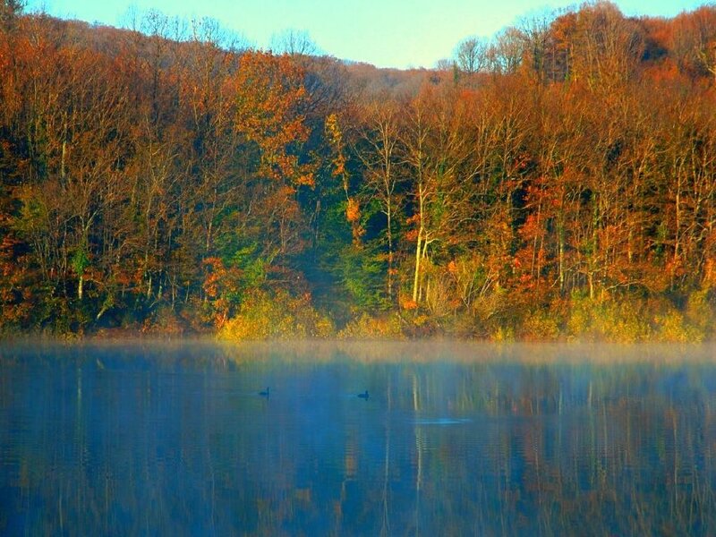 Ducks on a Lake — Blue