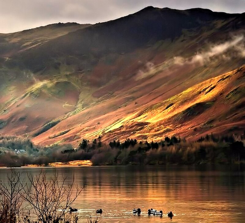 Ducks on a Lake — Brown, Dramatic