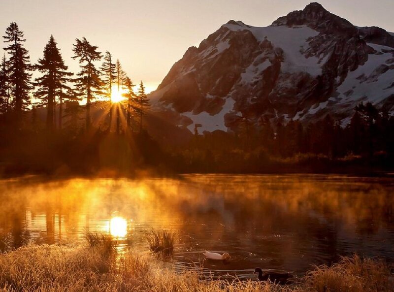Ducks on a Lake — Gold, Serene