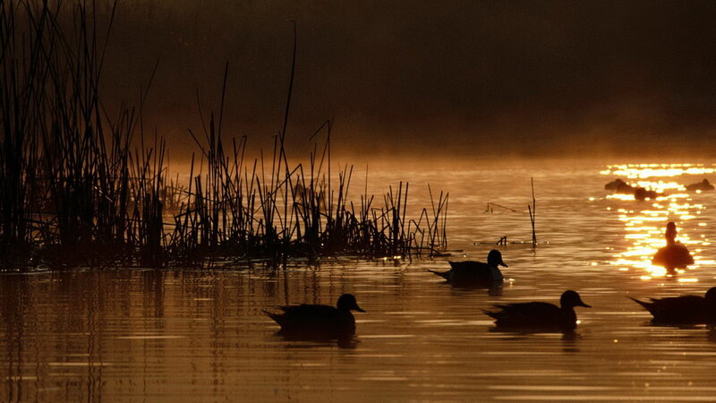 Ducks on a Lake — Gold