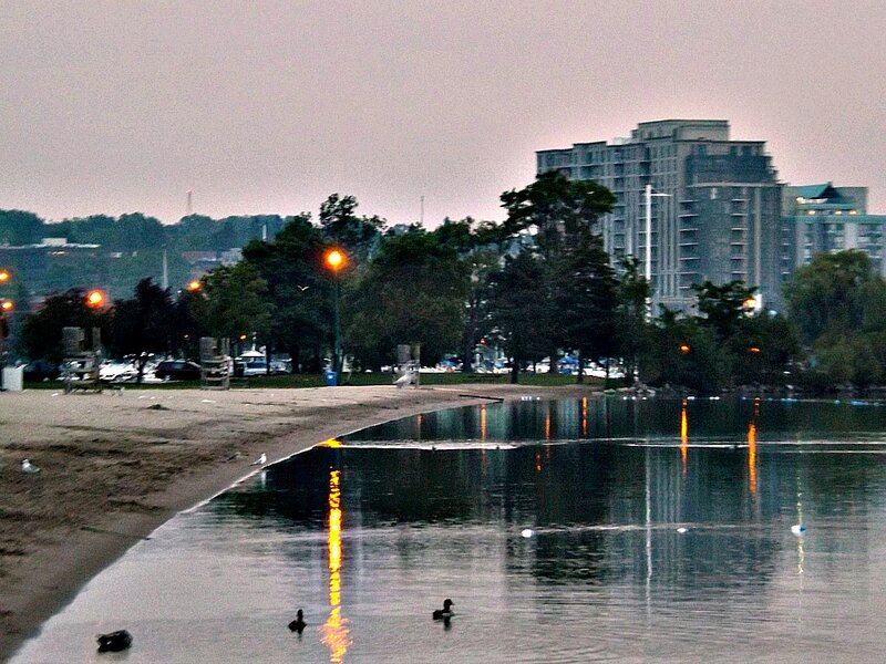 Ducks on a Lake — Gray