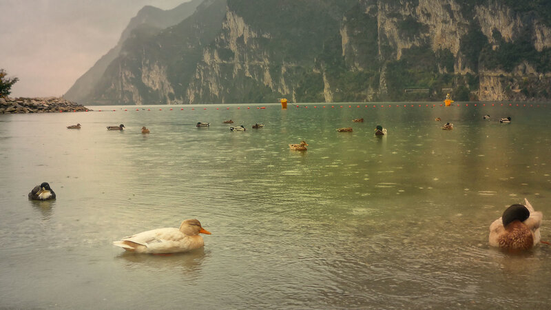 Ducks on a Lake — Green, Calm