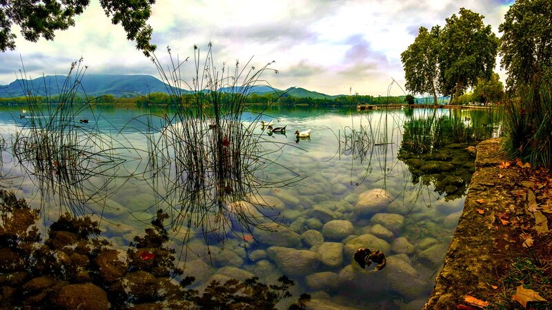 Ducks on a Lake — Green, Serene, Autumn