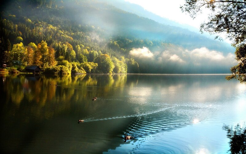 Ducks on a Lake — Green, Serene, Morning