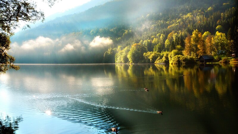 Ducks on a Lake — Green, Serene