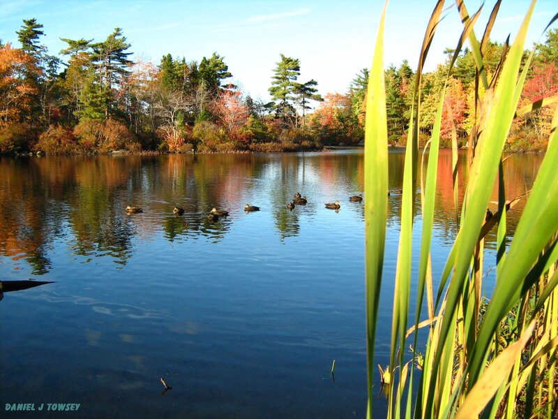Ducks on a lake in autumn