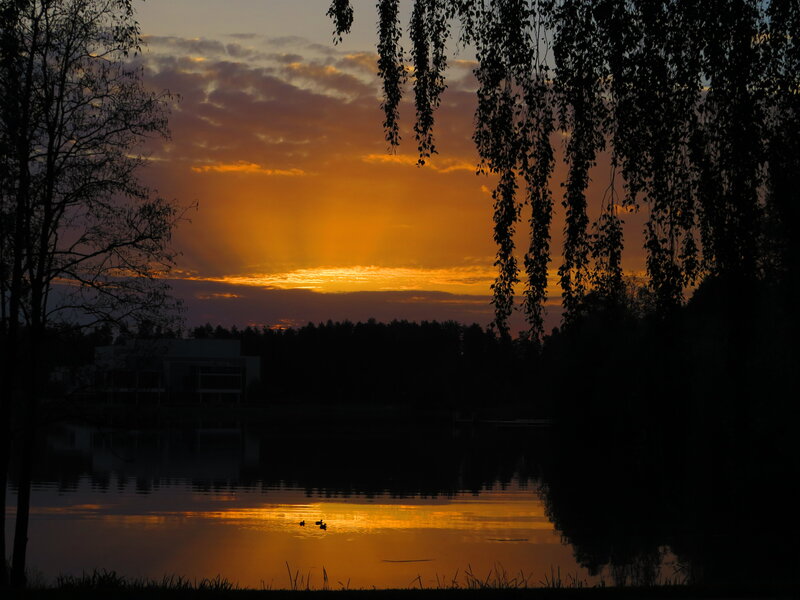 Ducks on a Lake — Orange, Serene, Sunset, Photograph, Trees