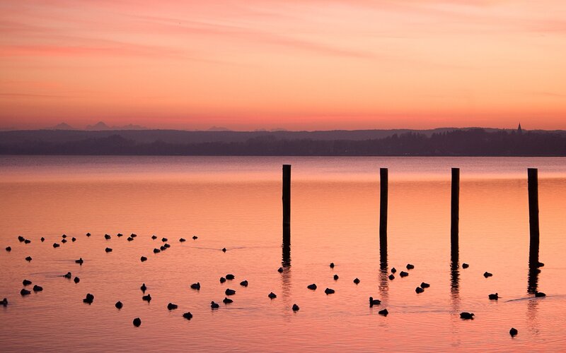 Ducks on a Lake — Orange, Serene