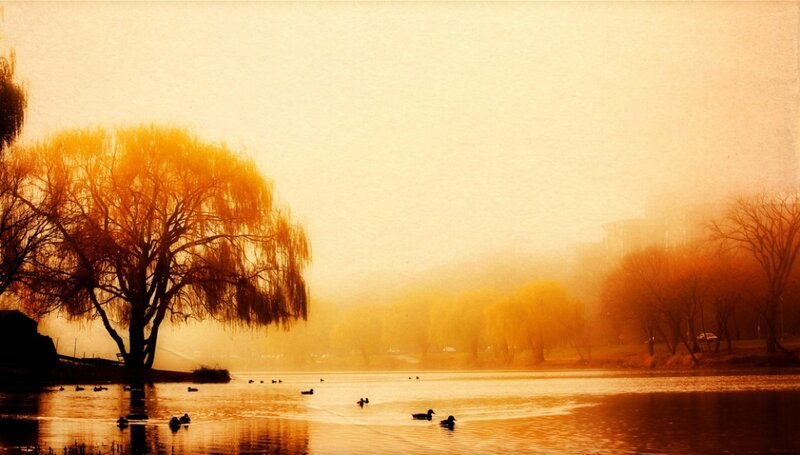 Ducks on a Lake — Orange