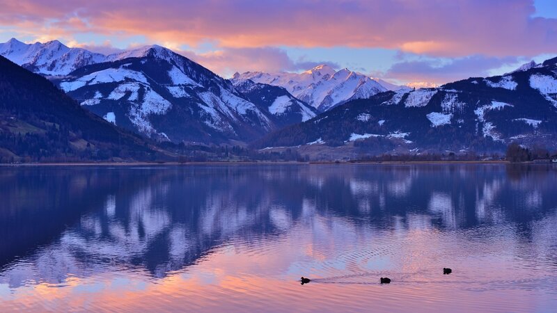 Ducks on a Lake — Purple, Serene, Sunset