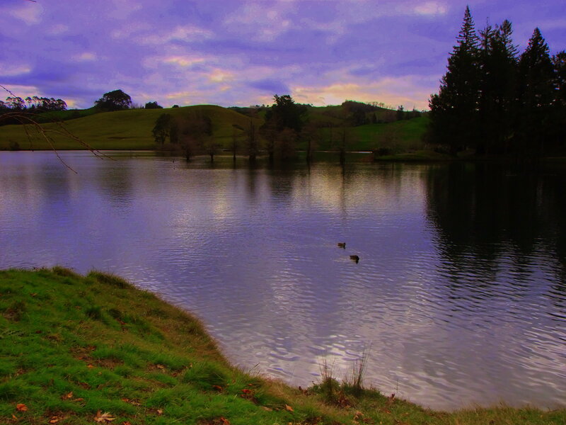 Ducks on a Lake — Purple