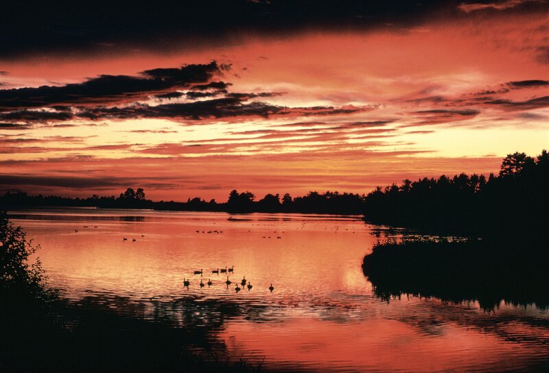 Ducks on a Lake — Red
