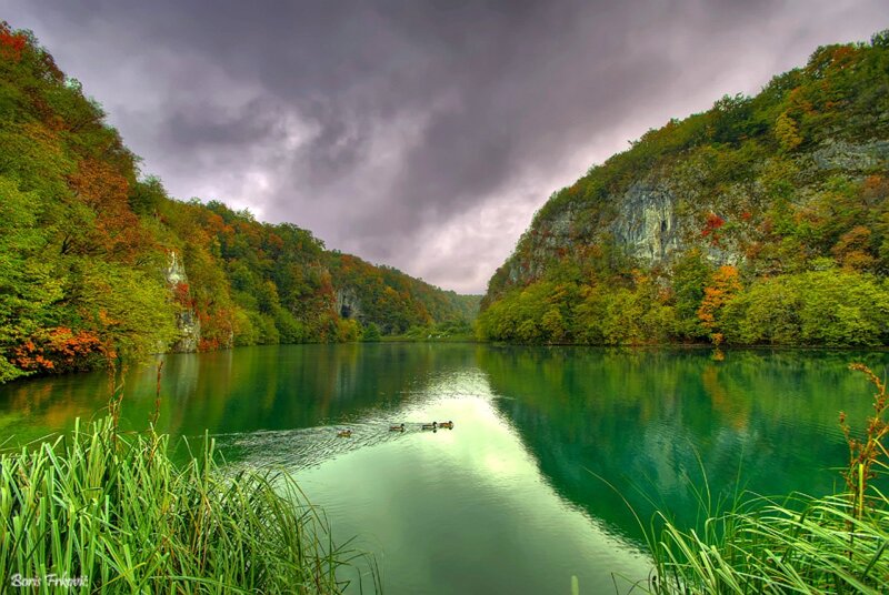 Ducks on a Lake