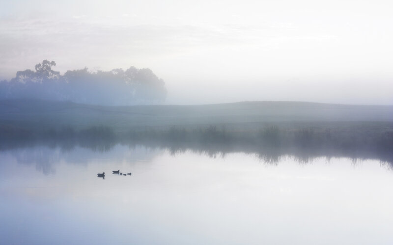 Ducks on a Lake — White