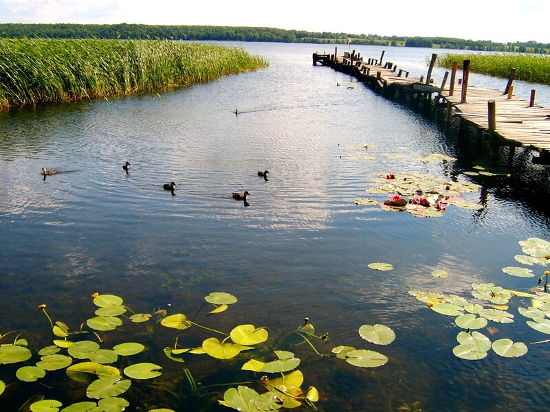 Ducks on a lake with lily pads