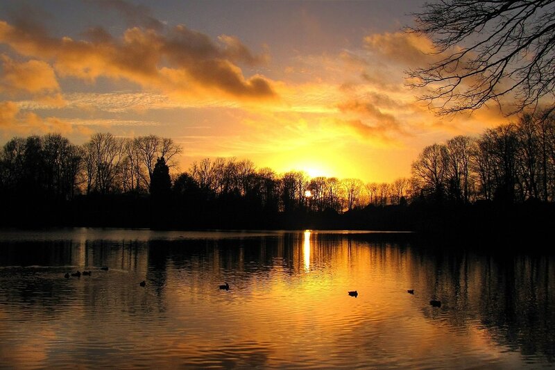 Ducks on a Lake — Yellow