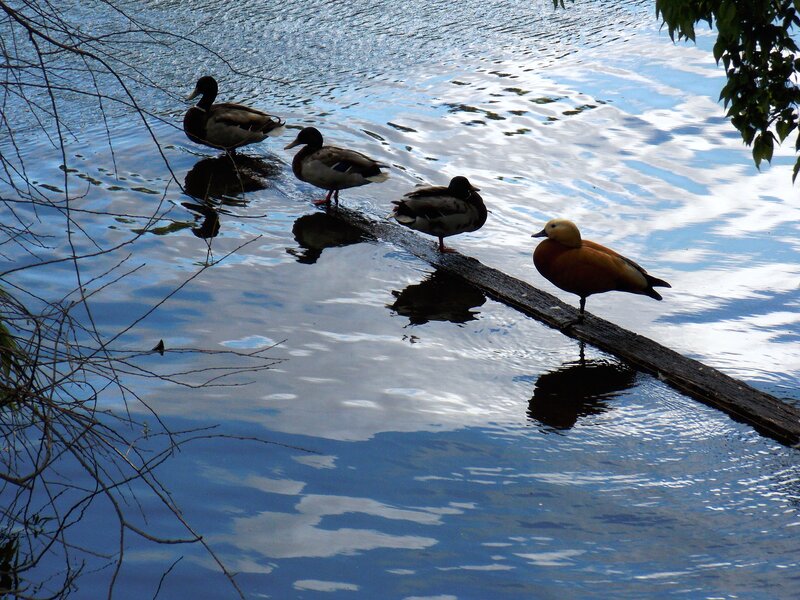 Ducks on a Log — Blue