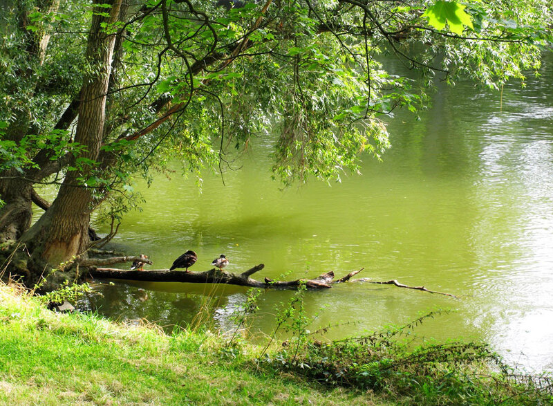 Ducks on a log by the river