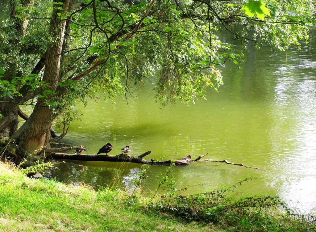 Ducks on a log by the river