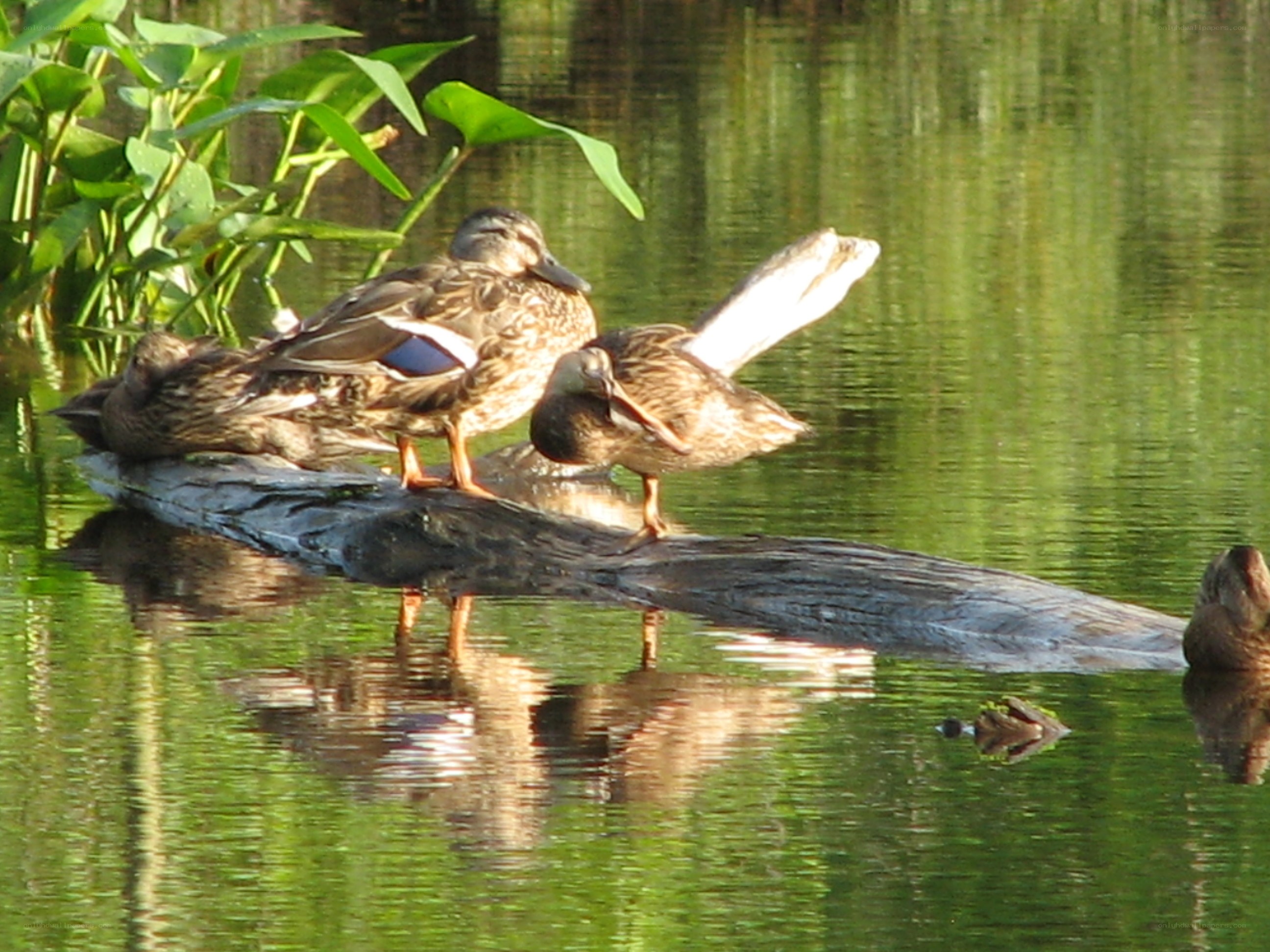 ducks on a log in the pond