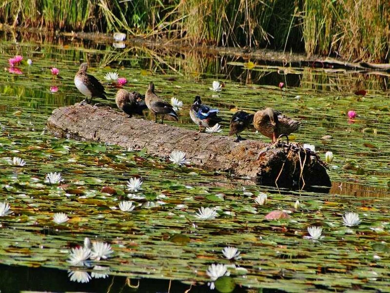 Ducks on a Log