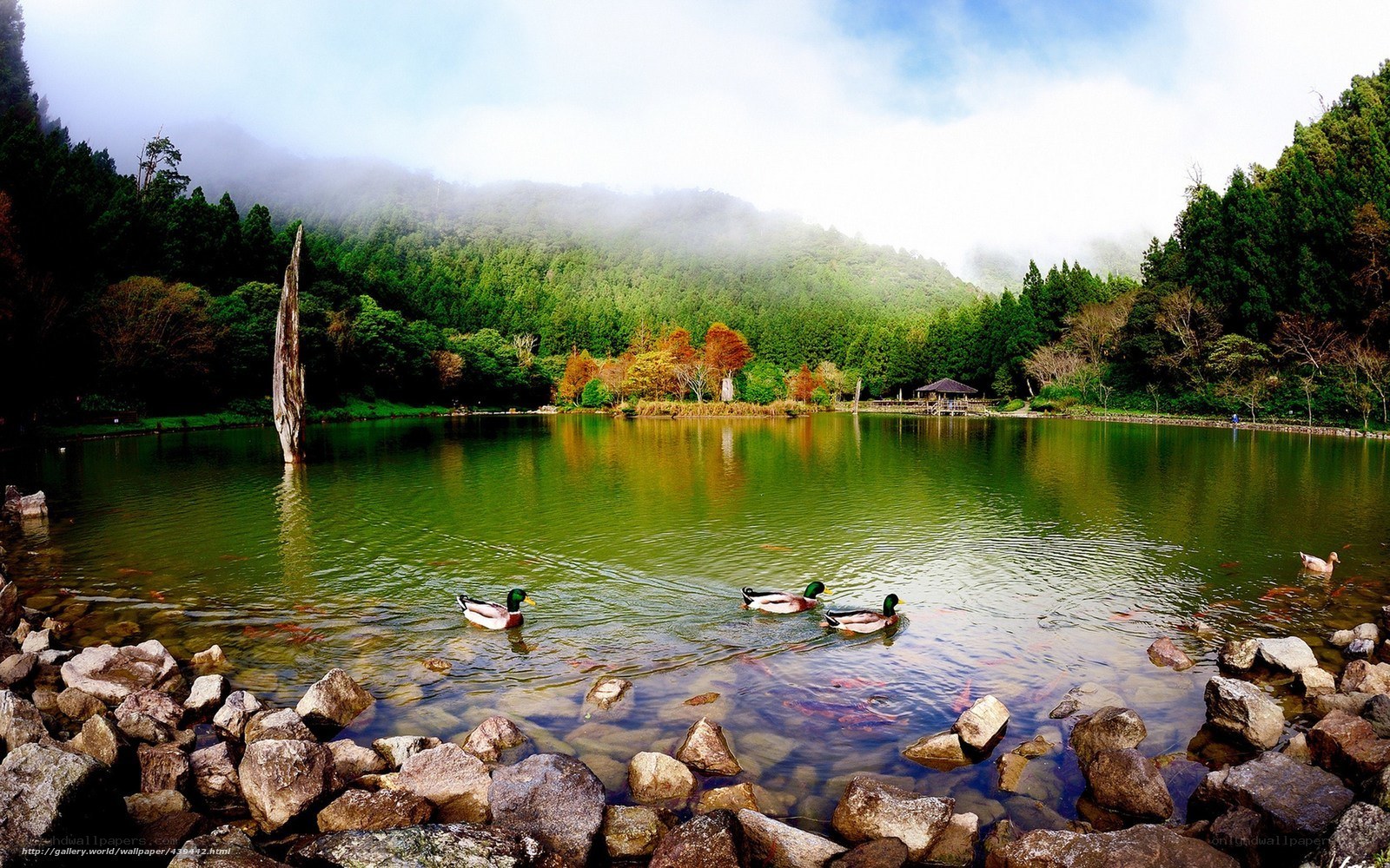 Ducks on a misty lake