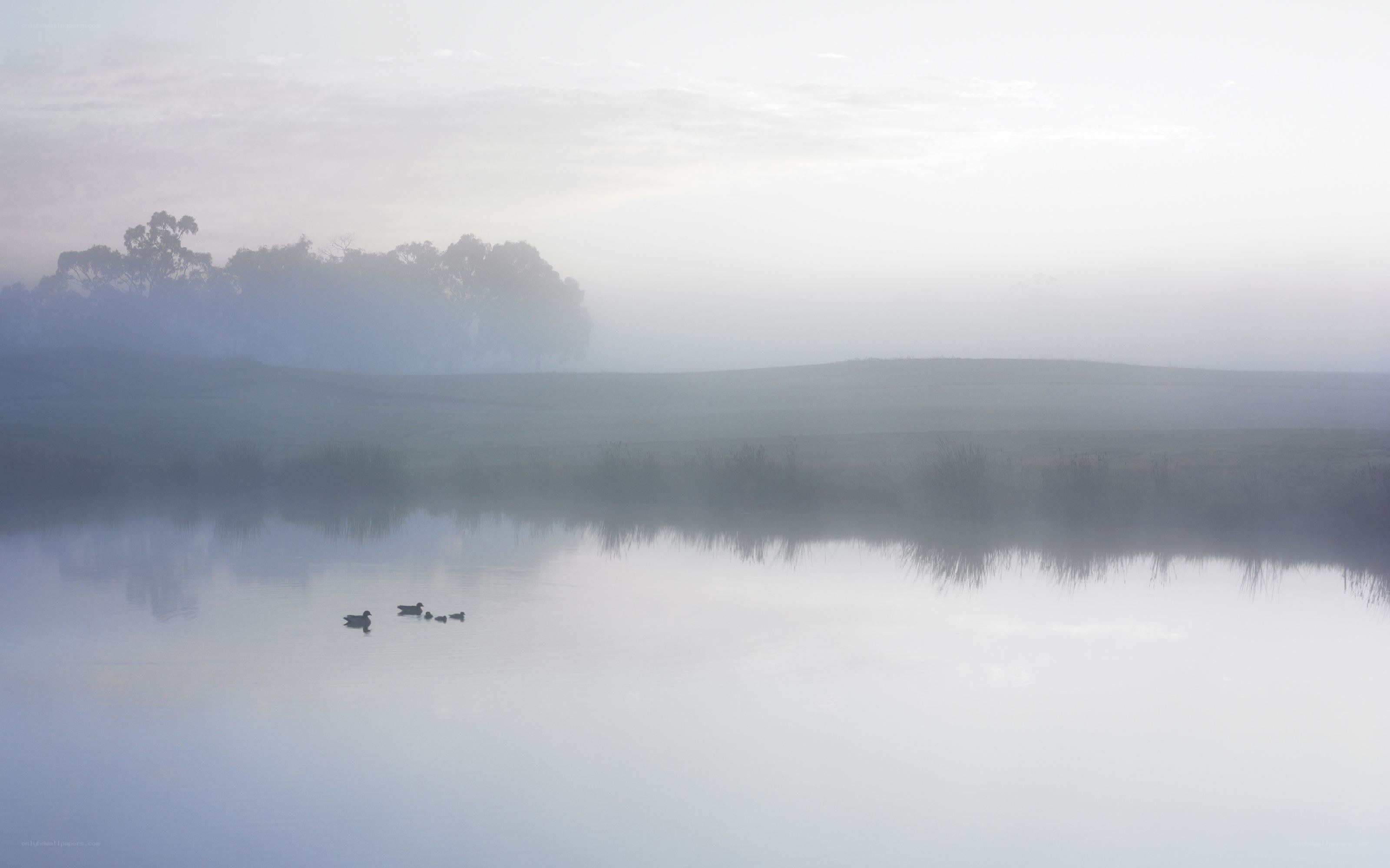 Ducks on a misty lake