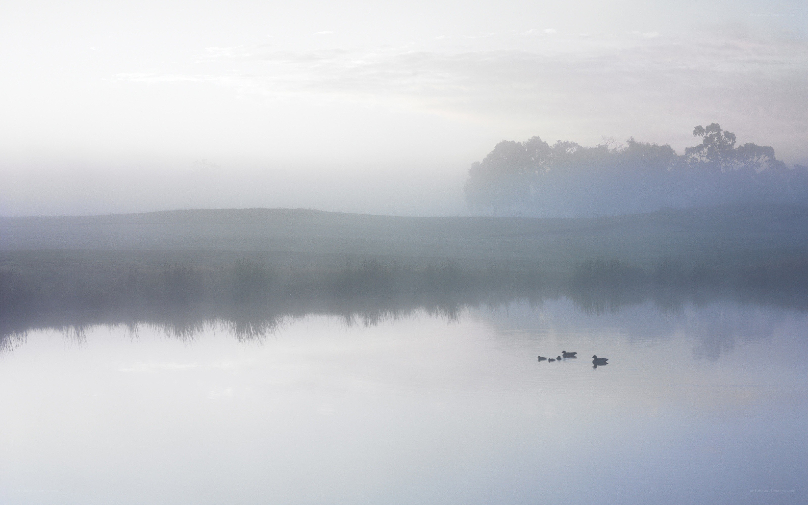 Ducks on a misty lake
