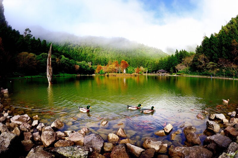 Ducks on a misty lake