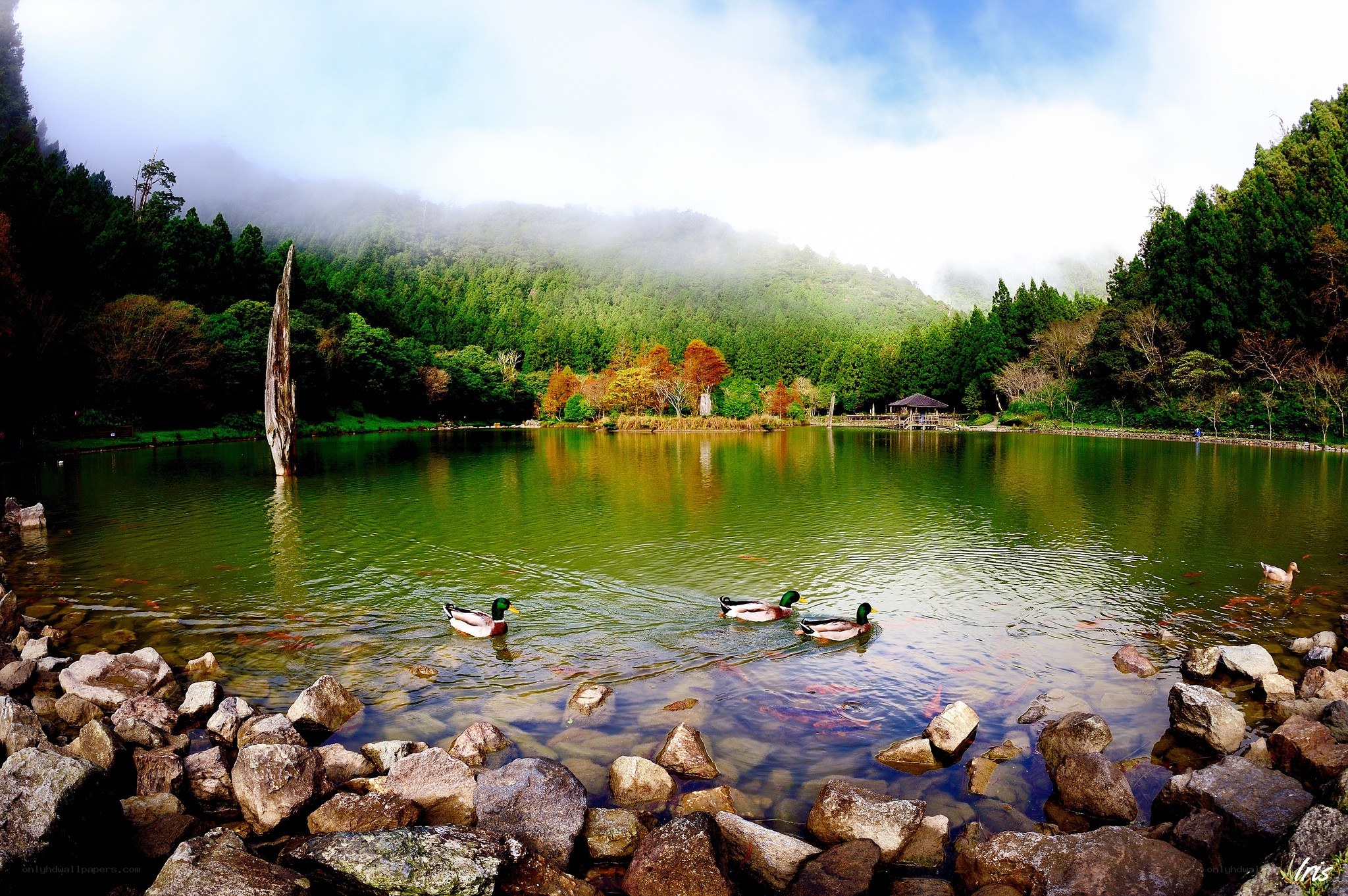 Ducks on a misty lake