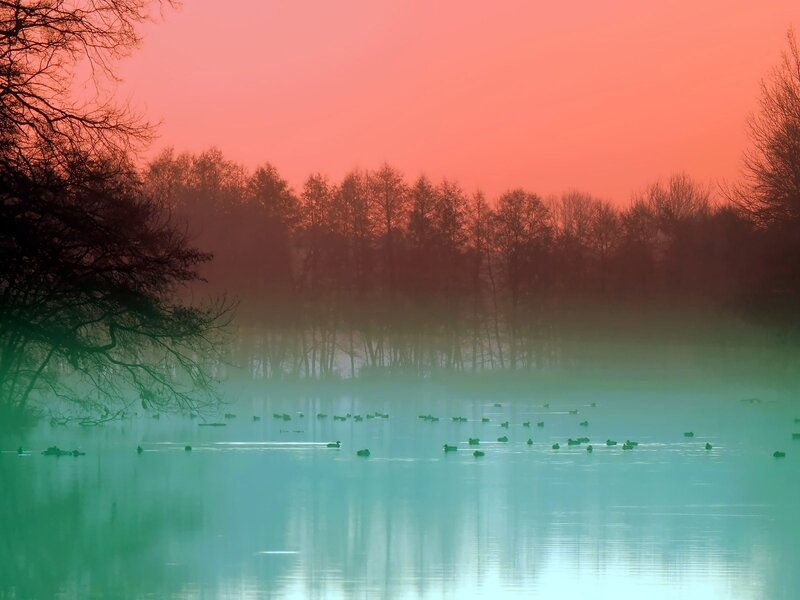 Ducks on a misty lake at dawn