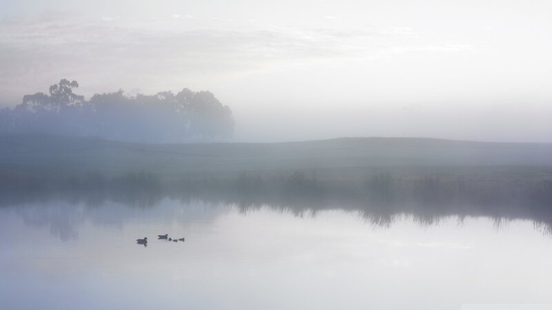 Ducks on a Misty Lake — Gray